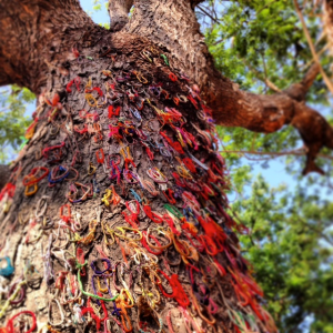 Tree against which babies heads were slammed and they were murdered before thrown in mass grave